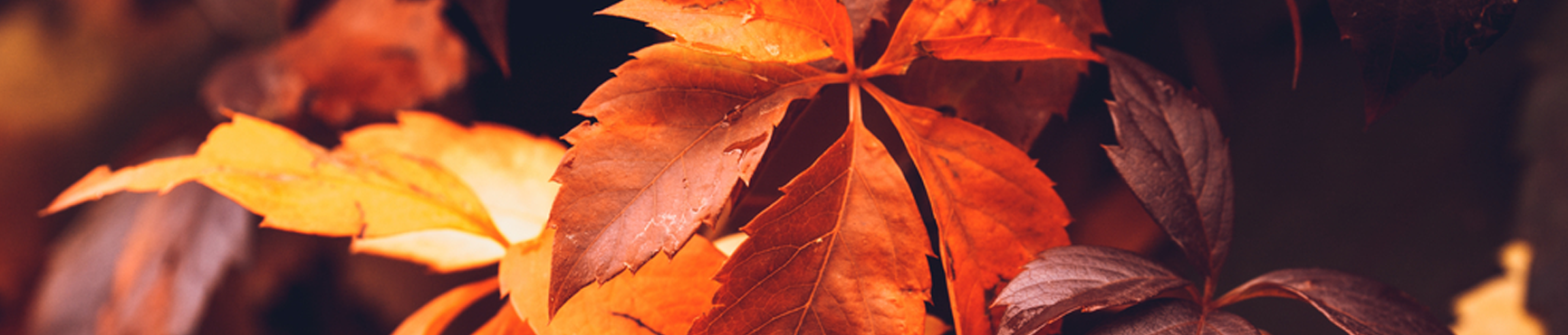banner_lanco_Octubre_04