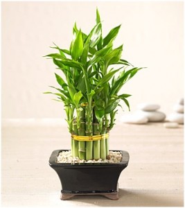 gopromotional-feng-shui-plants-267x300